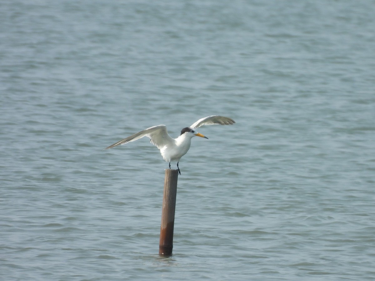 Chinese Crested Tern - ML637817928