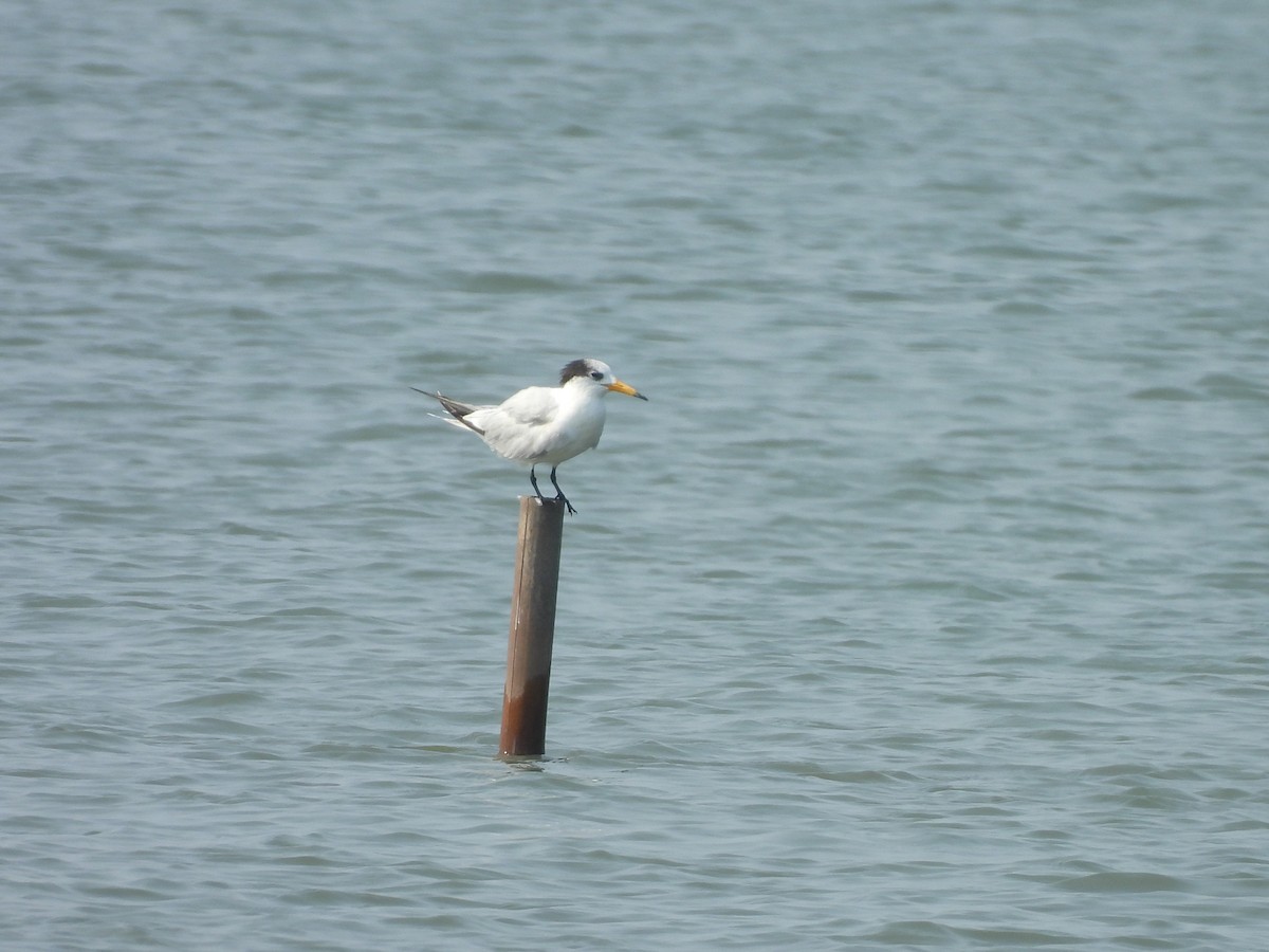 Chinese Crested Tern - ML637817929