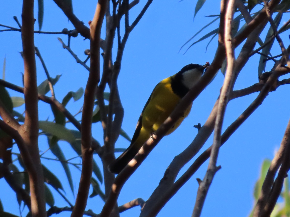 Golden Whistler (Eastern) - ML637817931