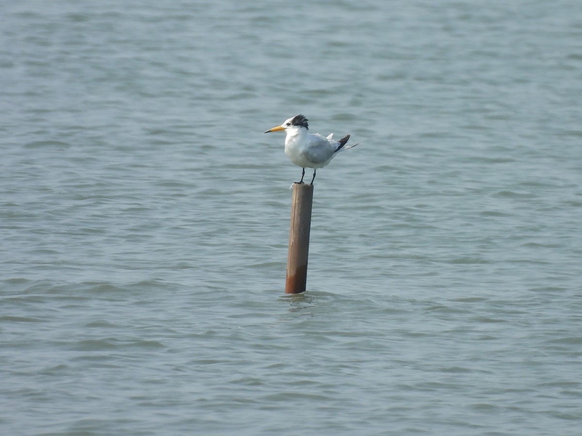 Chinese Crested Tern - ML637817933