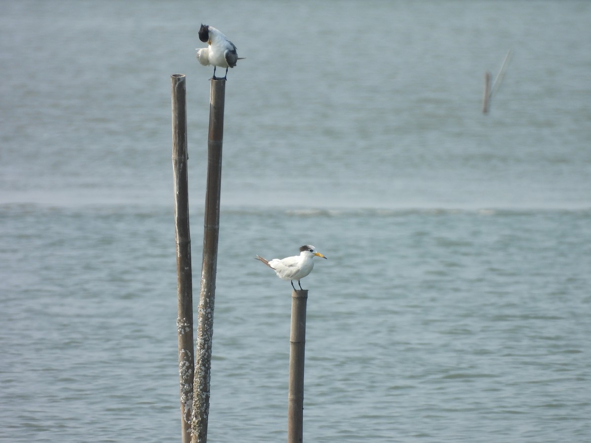 Chinese Crested Tern - ML637817948