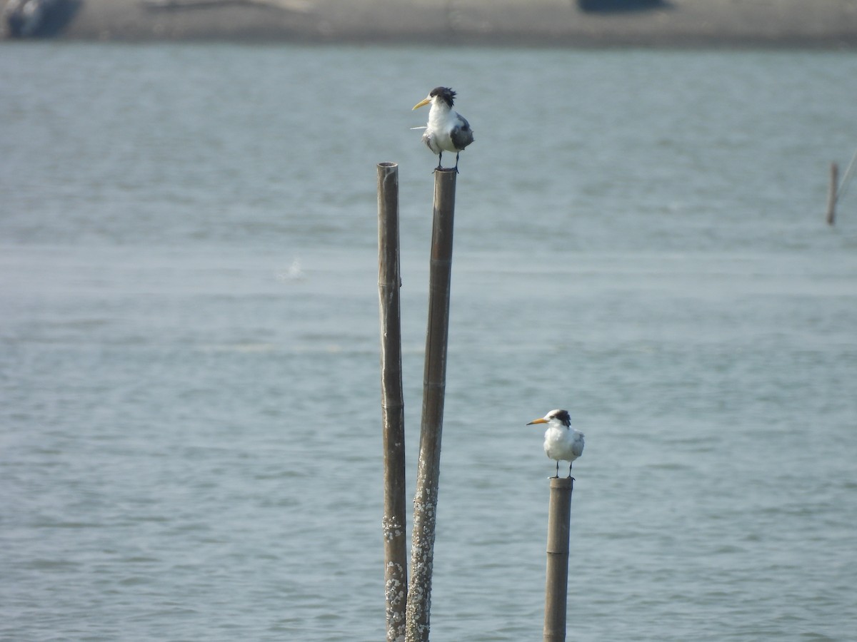 Chinese Crested Tern - ML637817949