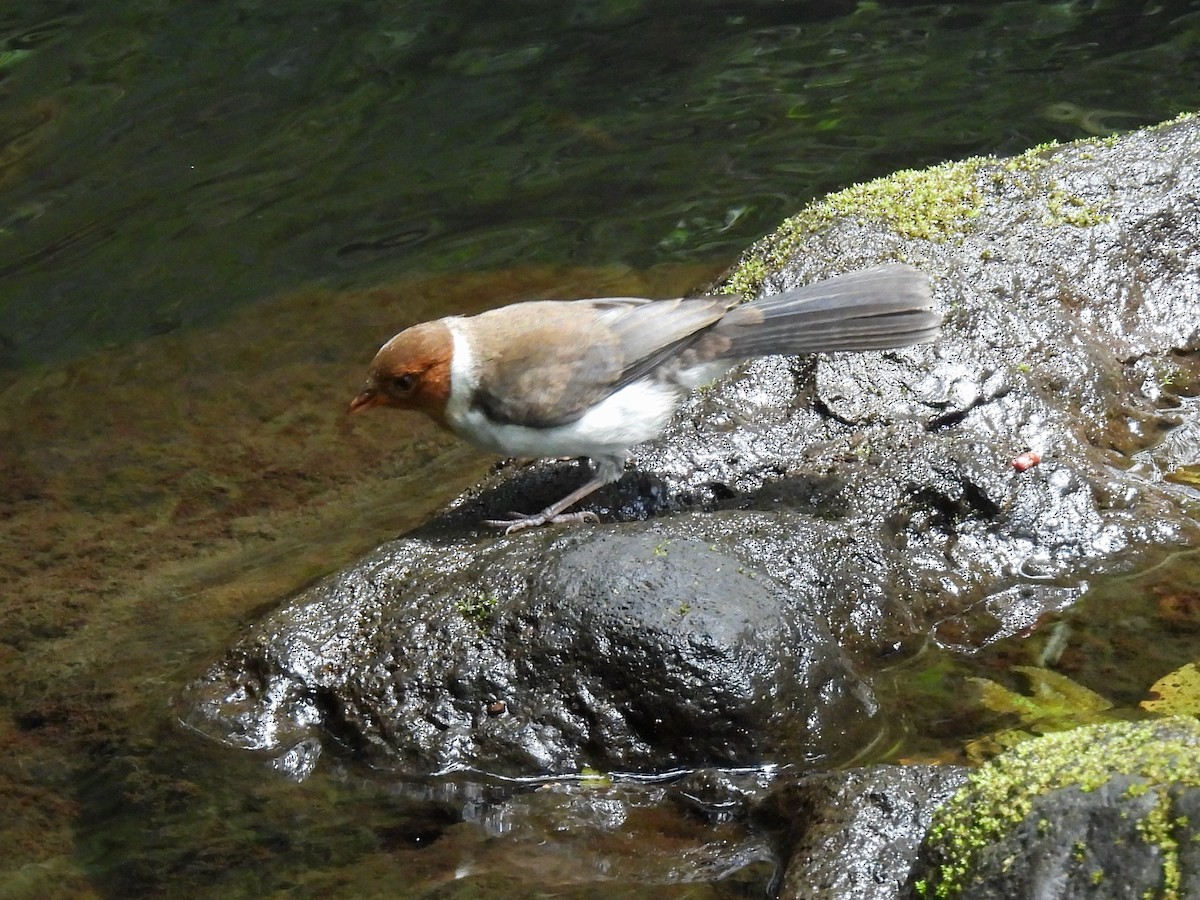 Yellow-billed Cardinal - ML637817960