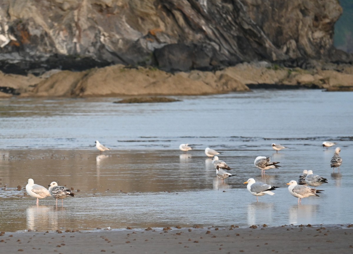 European Herring Gull - ML637817968