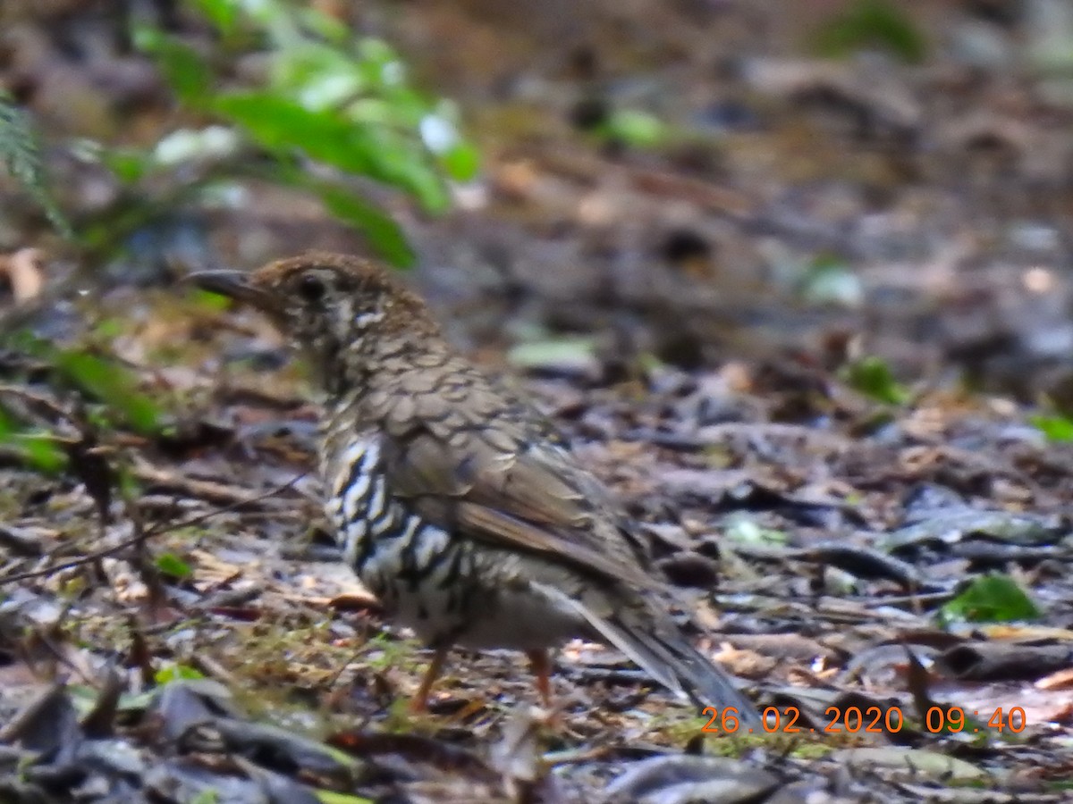 Bassian Thrush - ML637818039