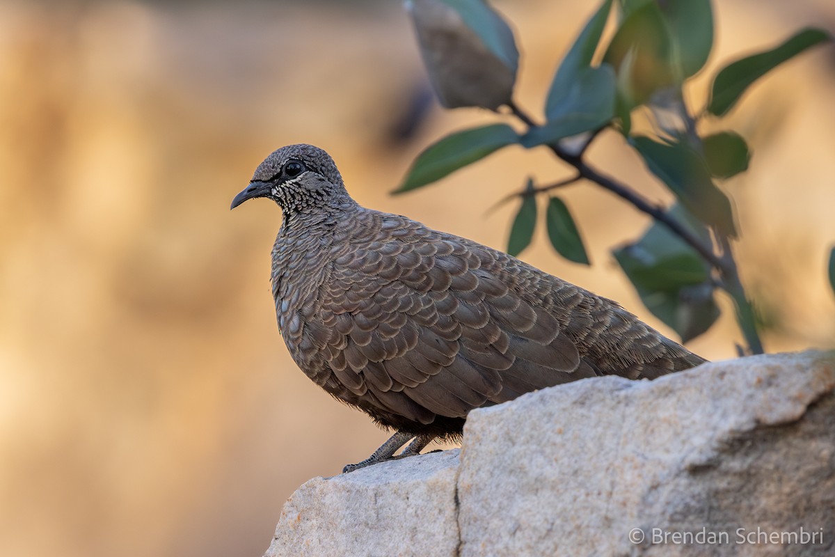 White-quilled Rock-Pigeon - ML637818093