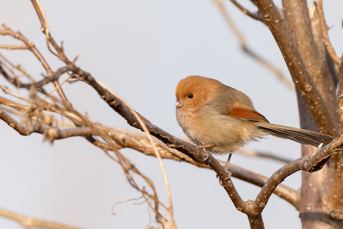 Webb Papağangagası - ML637818104