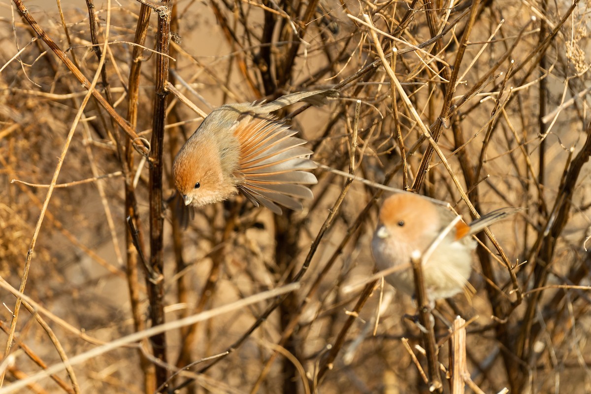 Webb Papağangagası - ML637818105