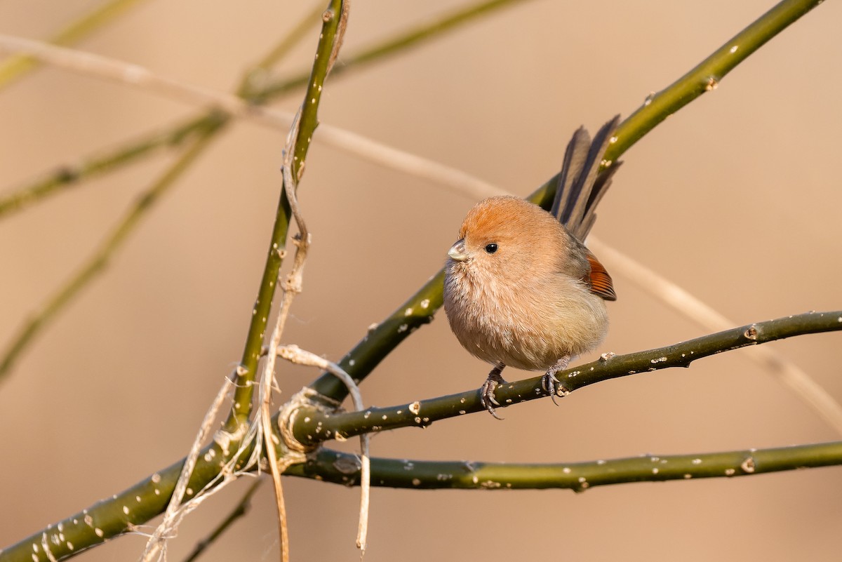 Webb Papağangagası - ML637818106