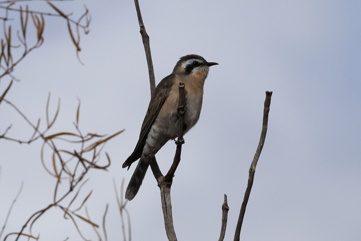 Black-eared Cuckoo - ML637818107