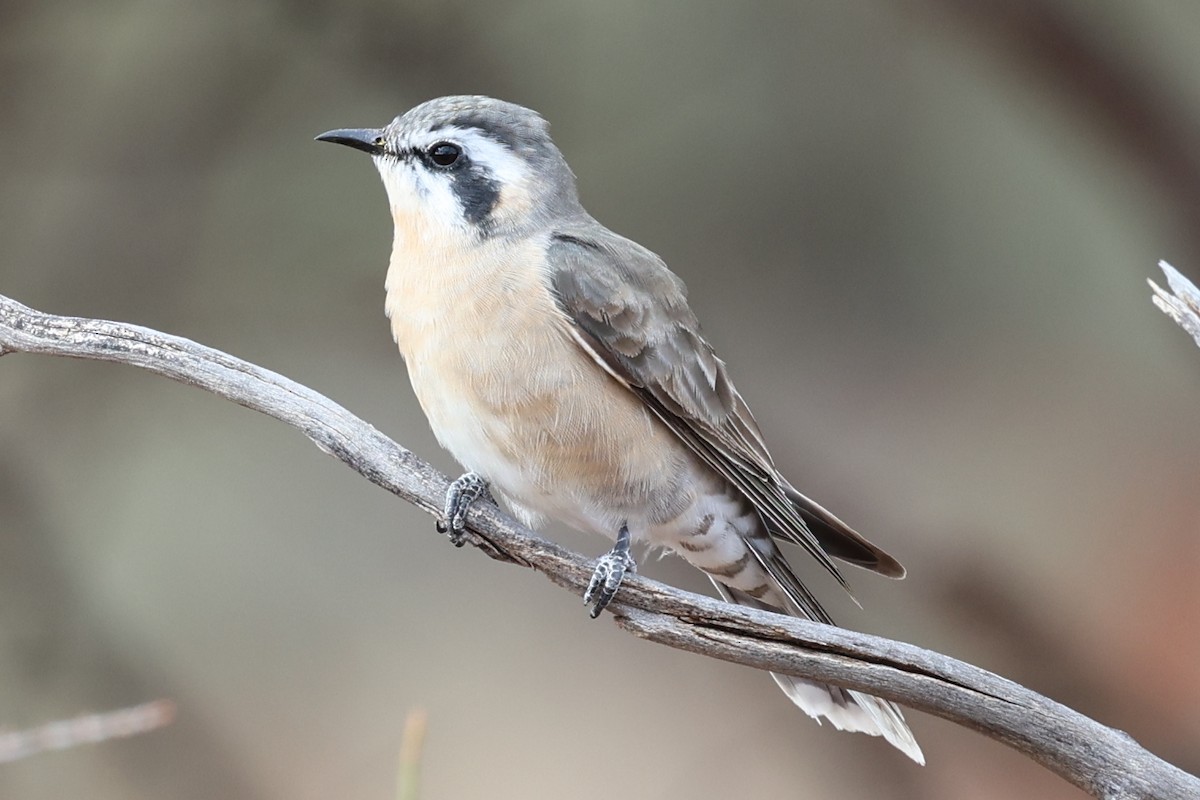 Black-eared Cuckoo - ML637818108