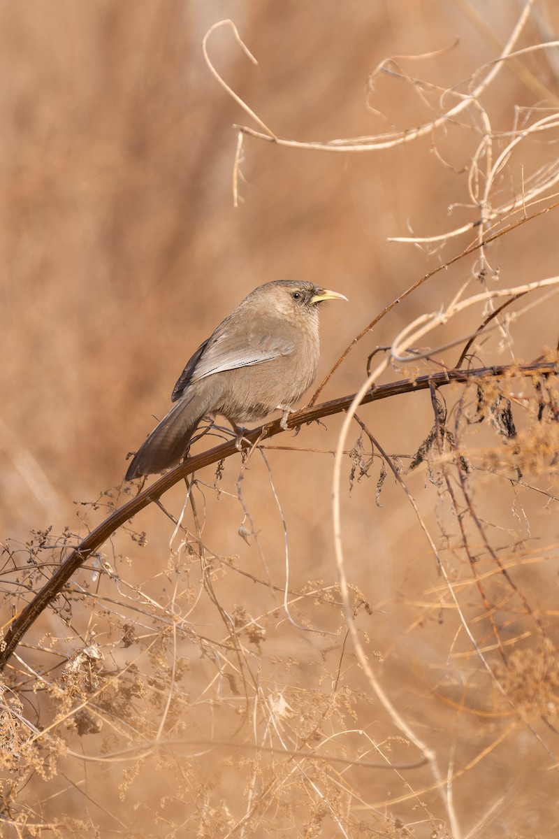 David Gevezeardıcı - ML637818113