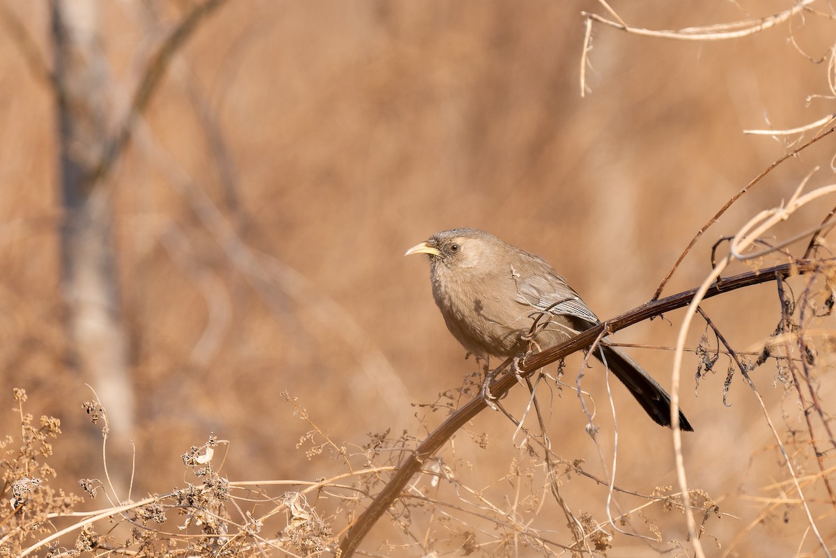 David Gevezeardıcı - ML637818114