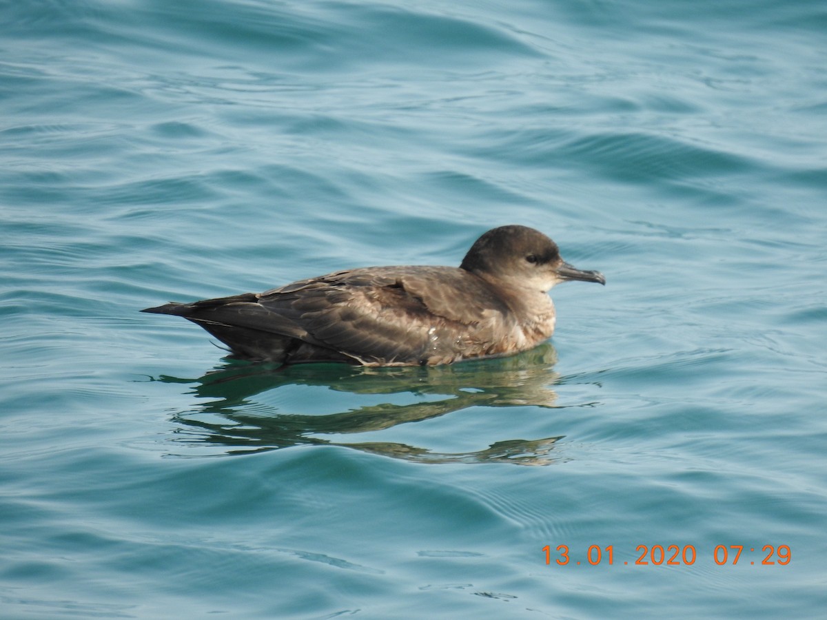 Short-tailed Shearwater - ML637818179