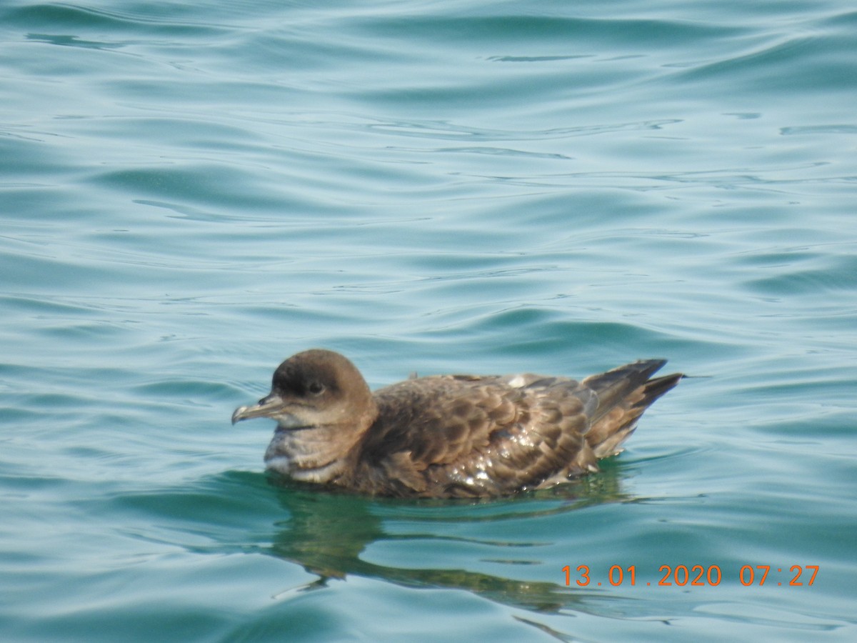 Short-tailed Shearwater - ML637818180