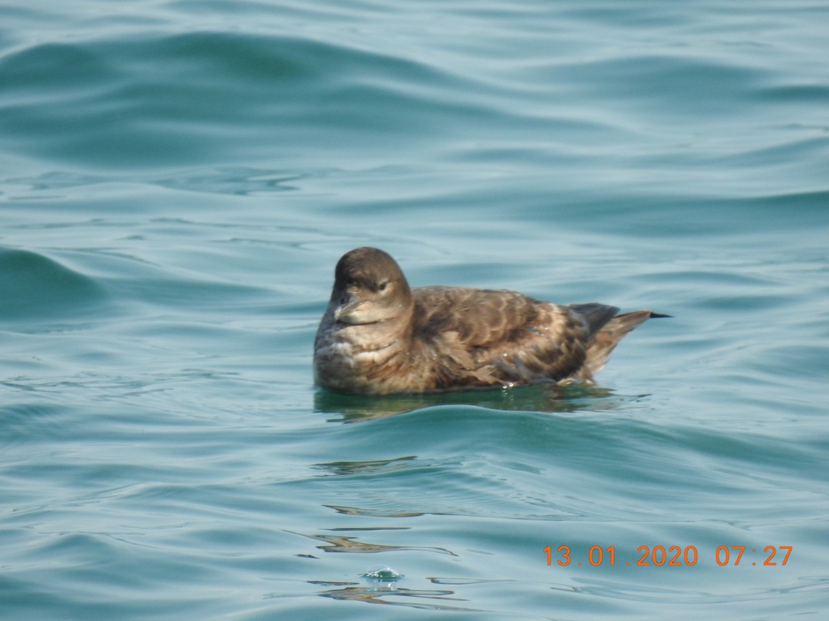 Short-tailed Shearwater - ML637818192