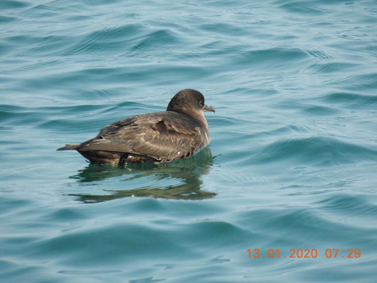 Short-tailed Shearwater - ML637818193