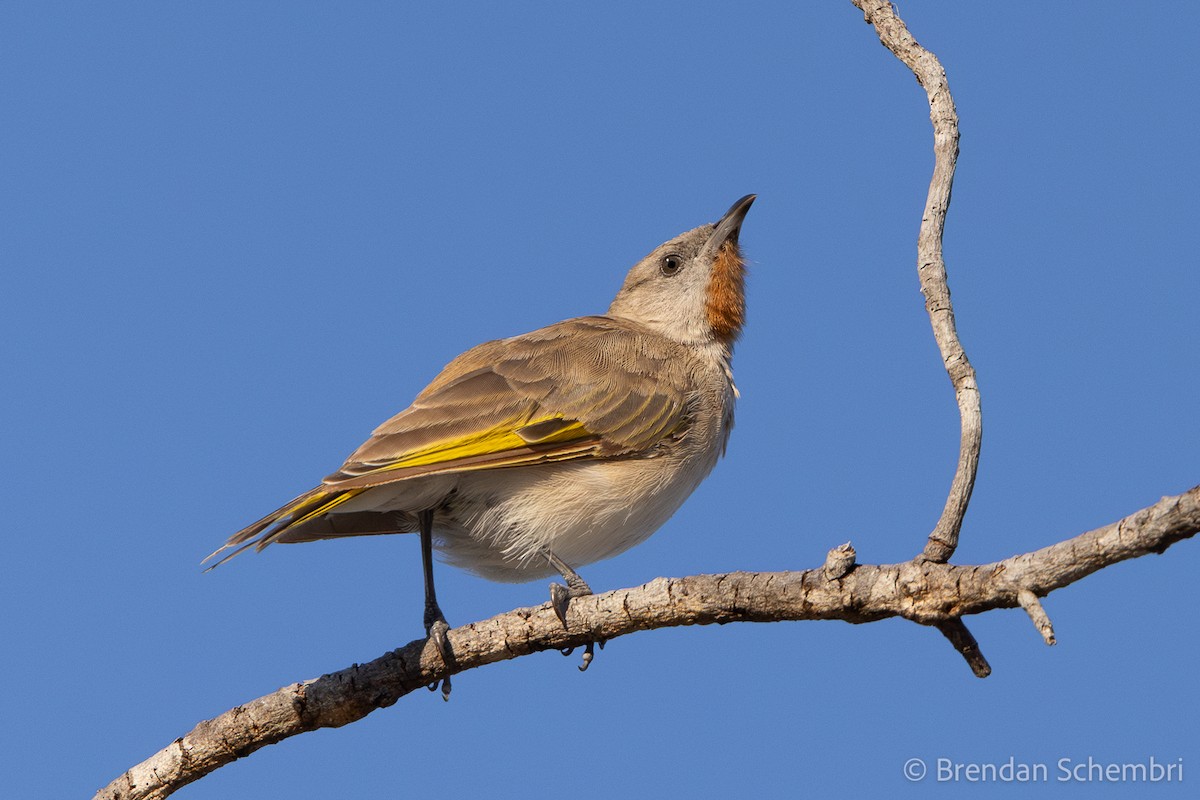 Rufous-throated Honeyeater - ML637818211