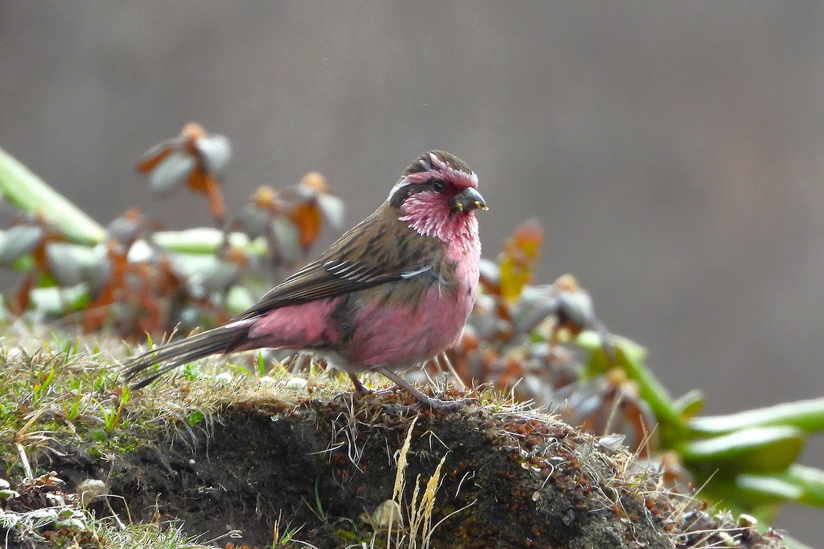 Himalayan White-browed Rosefinch - ML637818213
