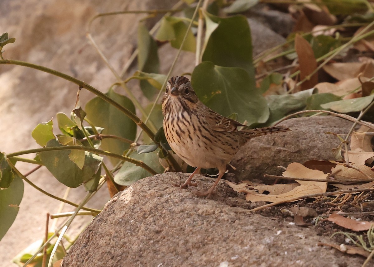 Lincoln's Sparrow - ML637818217