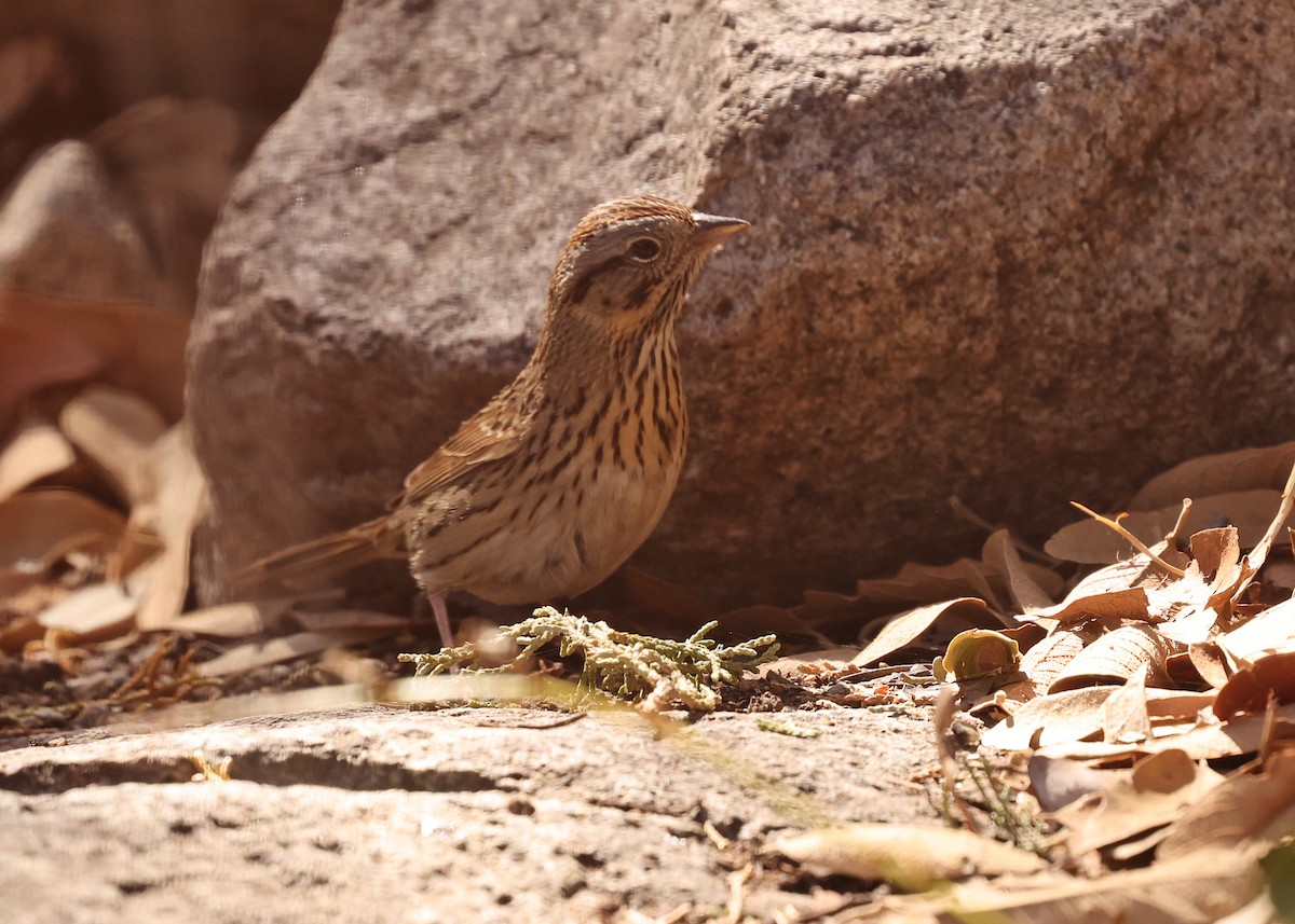 Lincoln's Sparrow - ML637818218