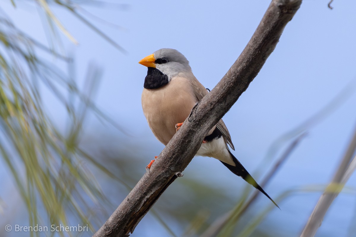 Long-tailed Finch - ML637818233