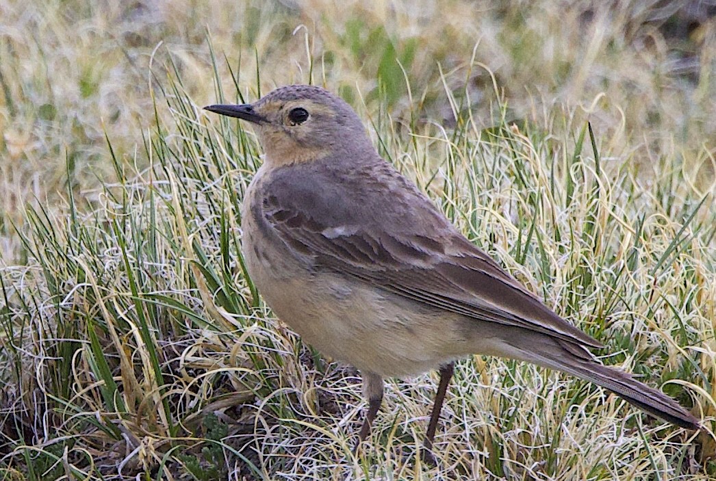 American Pipit - ML637818238