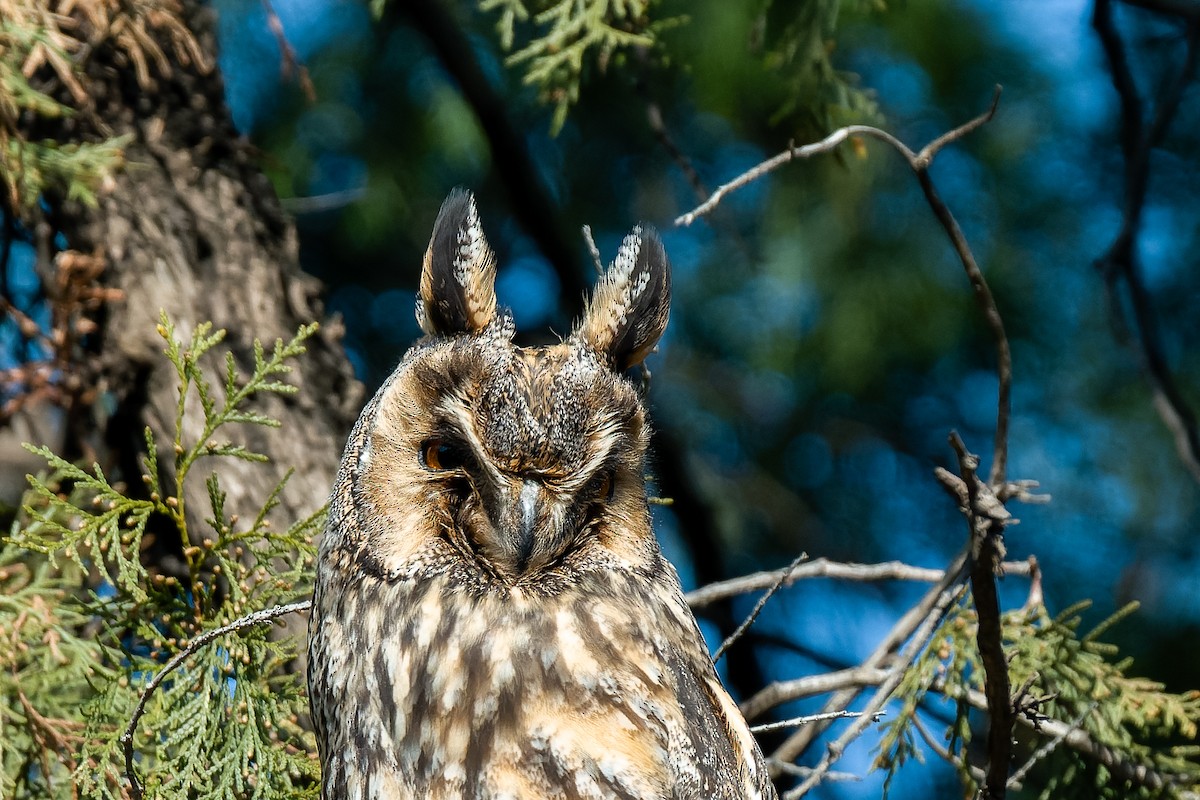 Kulaklı Orman Baykuşu - ML637818249