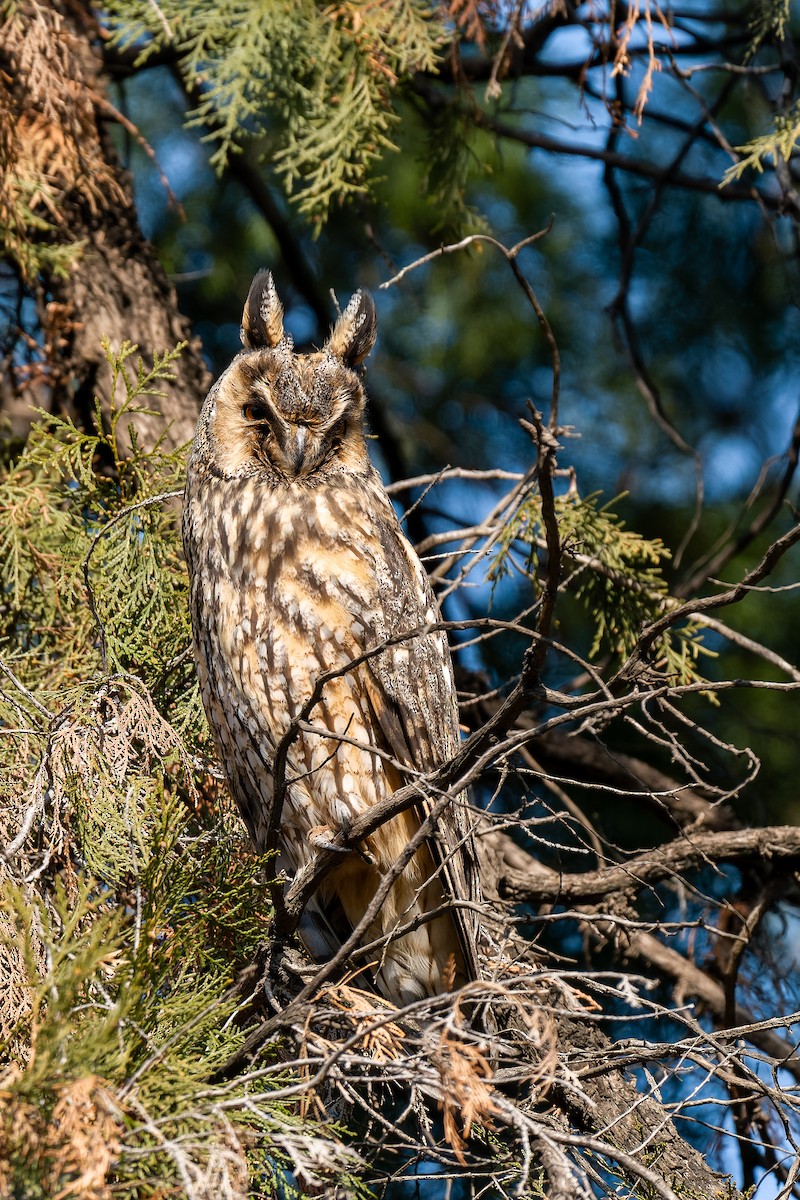 Kulaklı Orman Baykuşu - ML637818250