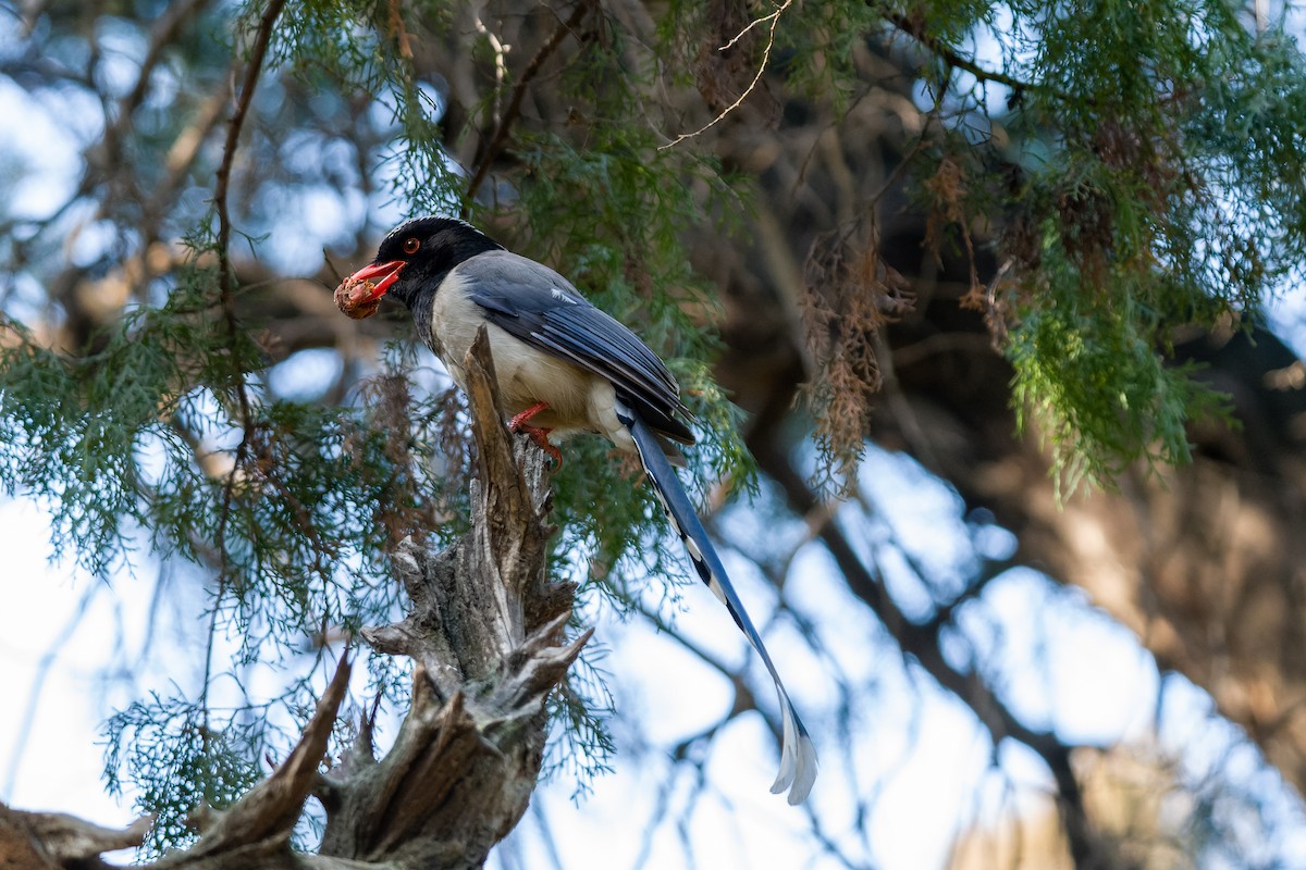 Kırmızı Gagalı Saksağan - ML637818253