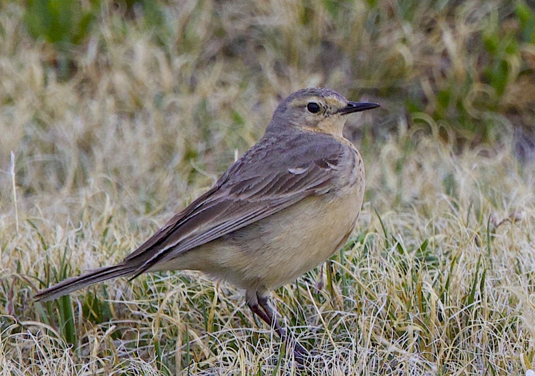 American Pipit - ML637818266