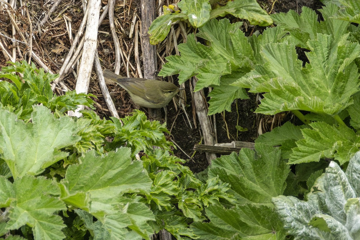Kamchatka Leaf Warbler - ML637818267