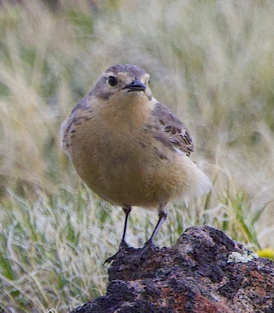 American Pipit - ML637818269