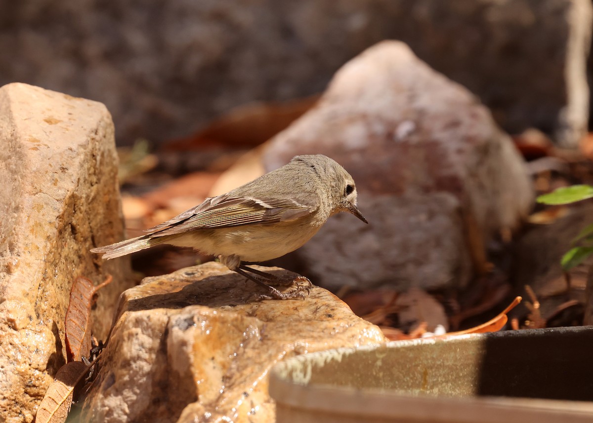 Ruby-crowned Kinglet - ML637818280