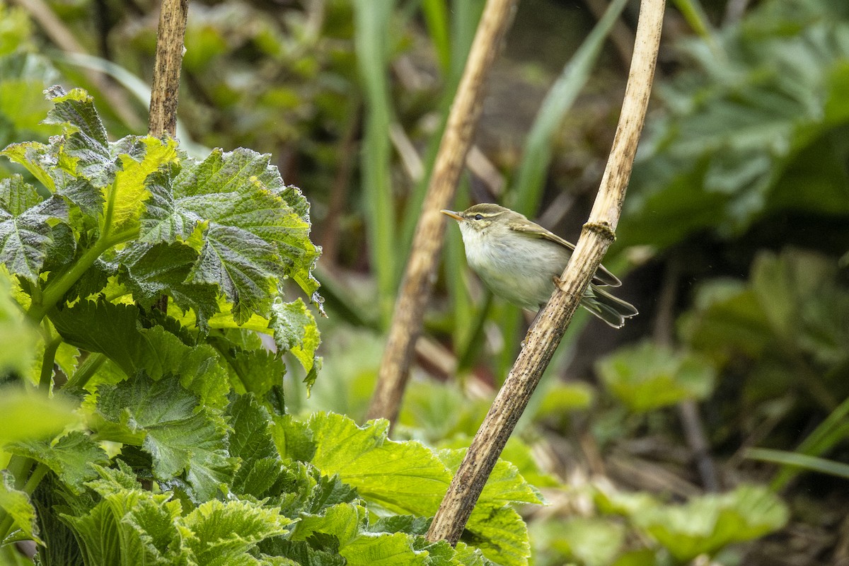 Kamchatka Leaf Warbler - ML637818283
