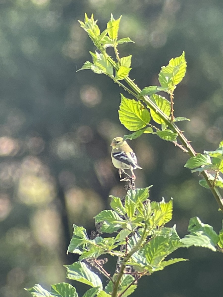 American Goldfinch - ML637818284