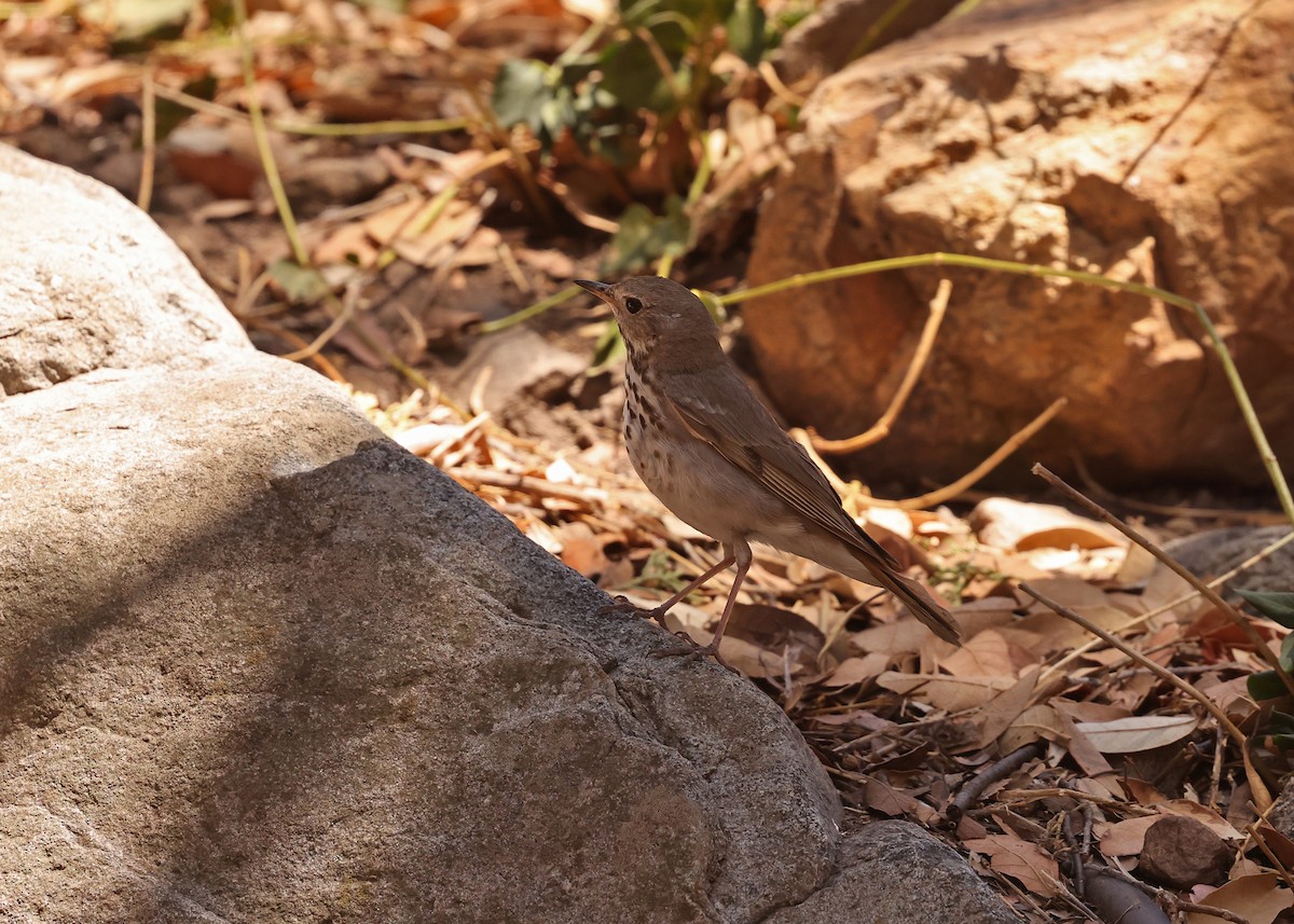 Hermit Thrush - ML637818286