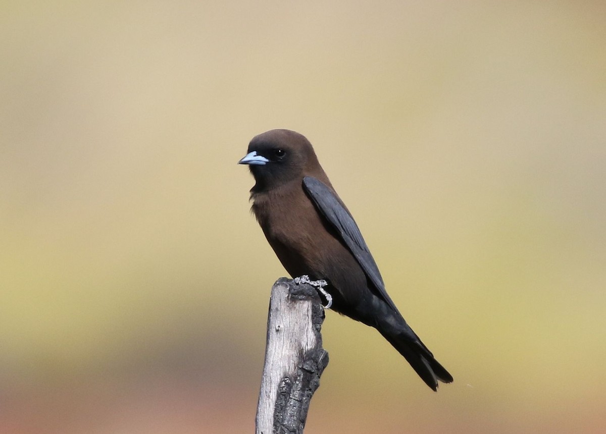 Little Woodswallow - Vicki Stokes