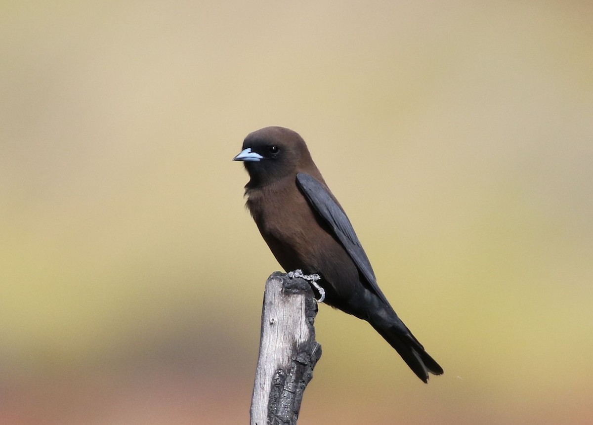 Little Woodswallow - ML63781831