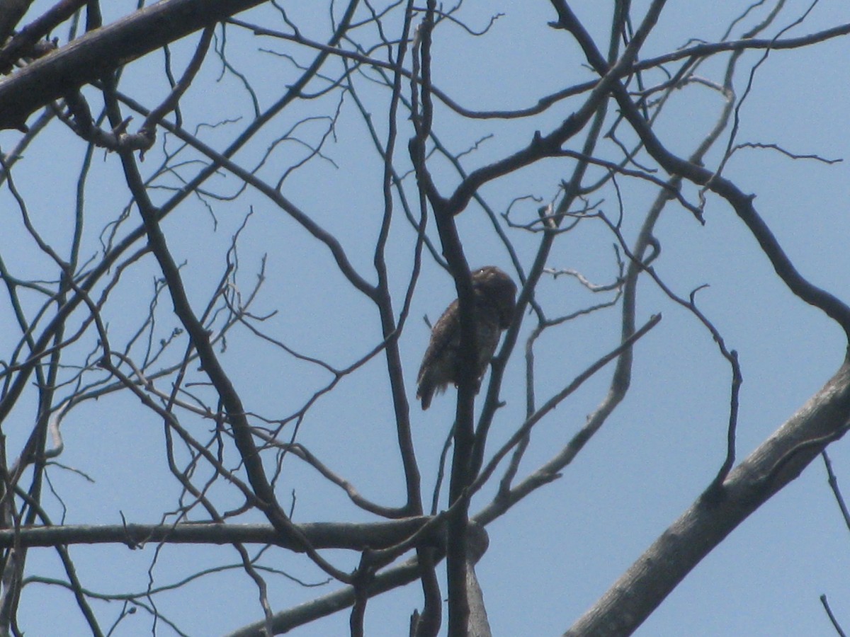 Jungle Owlet - ML637818321