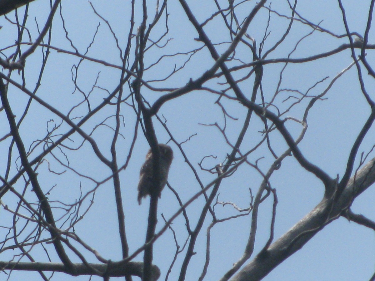 Jungle Owlet - ML637818322