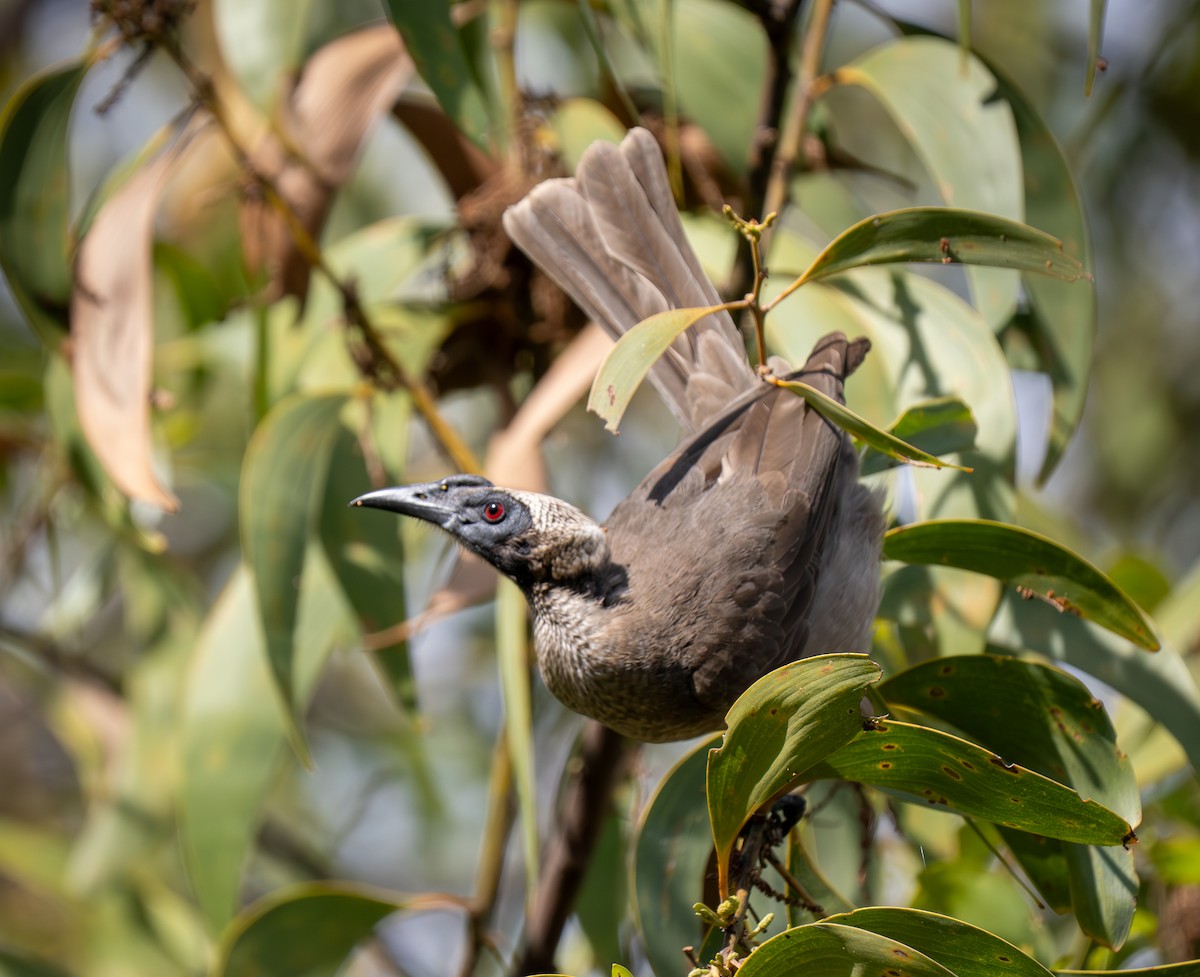 Helmeted Friarbird - ML637818328