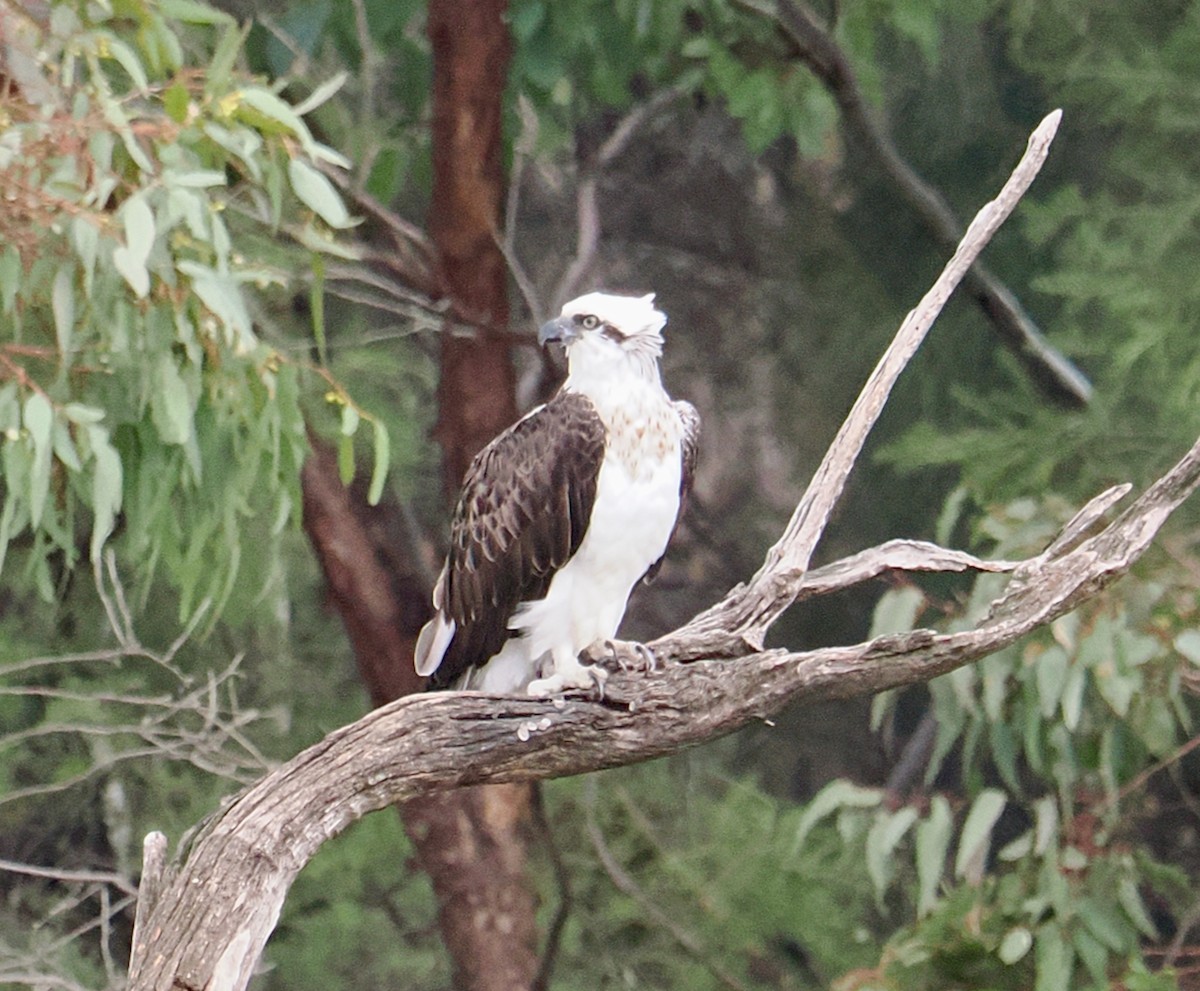 Osprey (Australasian) - ML637818344