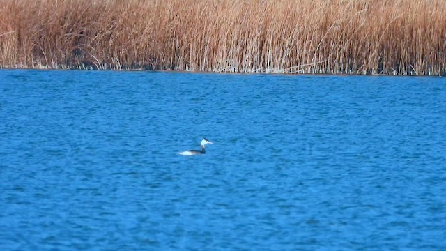 Great Crested Grebe - ML637818355