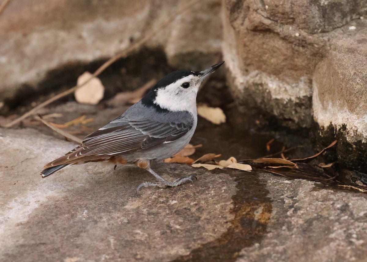 White-breasted Nuthatch - ML637818356