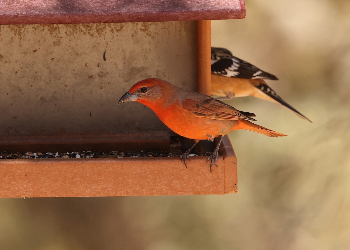 Hepatic Tanager - ML637818361