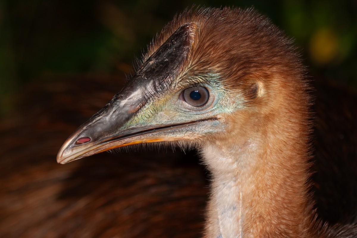 Southern Cassowary - ML637818397
