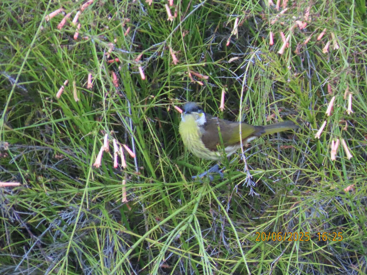 Varied Honeyeater - ML637818403