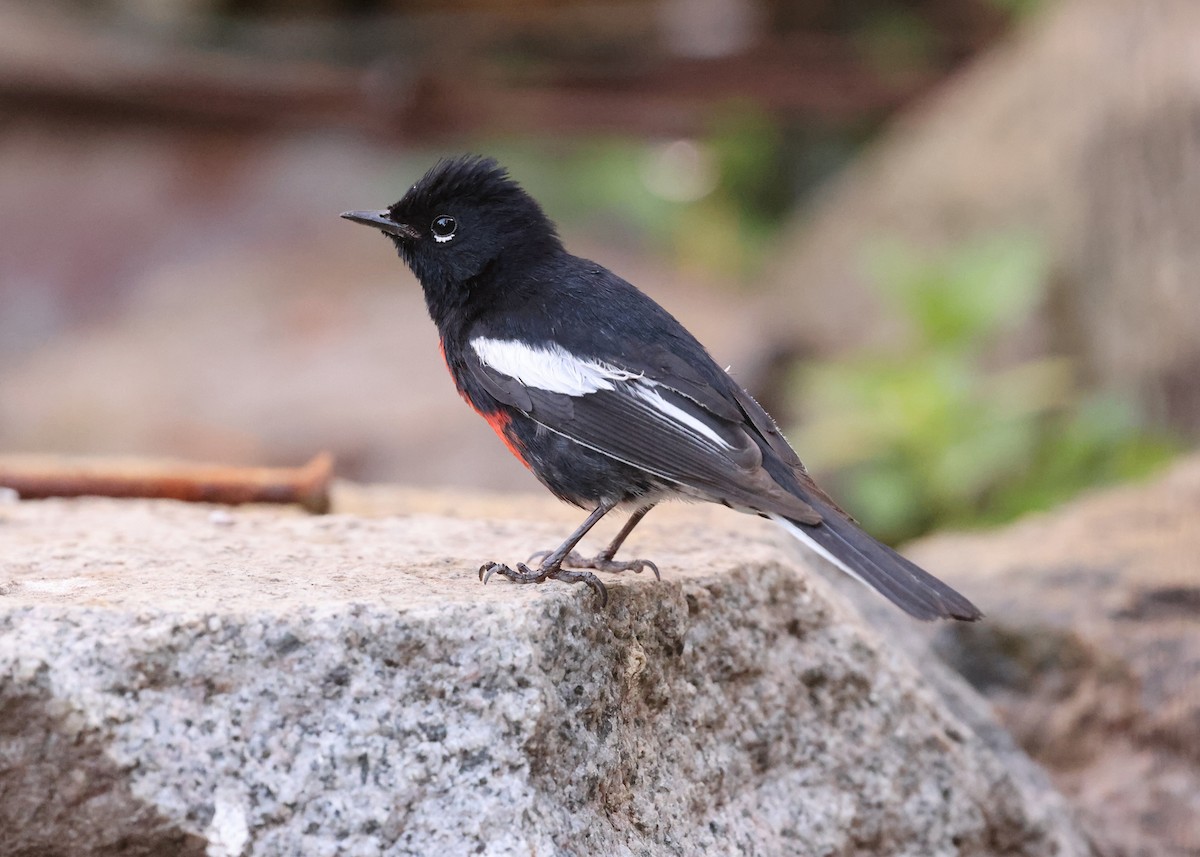 Painted Redstart - ML637818405