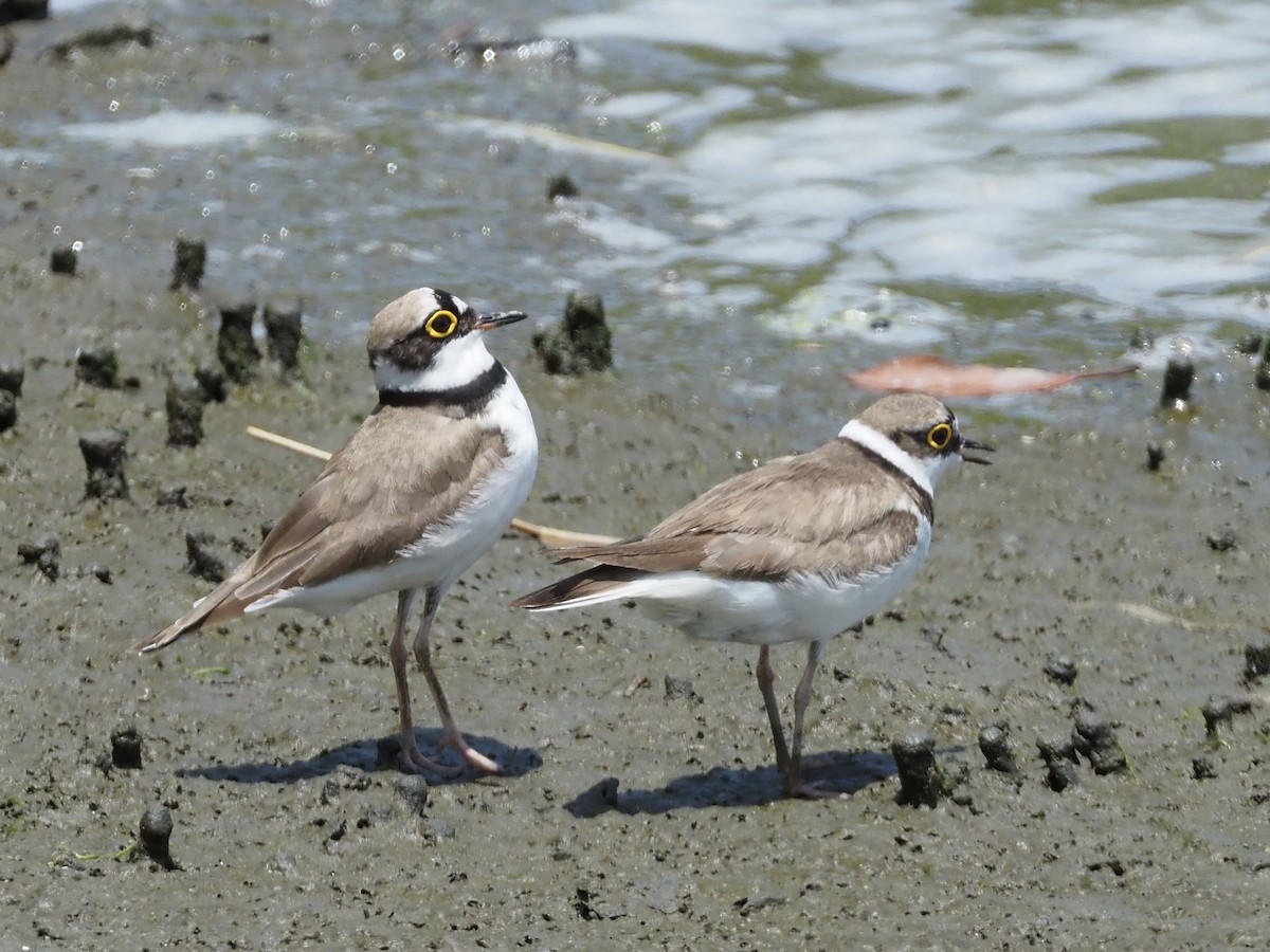 ML637818410 - Little Ringed Plover - Macaulay Library